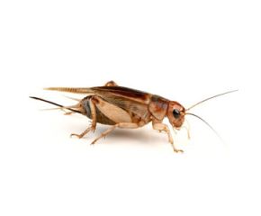 Steppekrekels maat 6