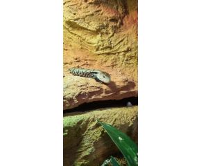 Tiliqua gigas, blauwtongskink