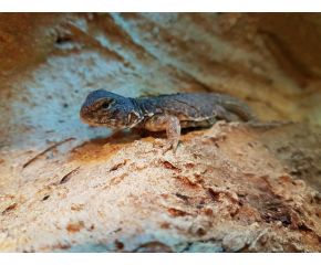 Uromastyx acanthinura nigriventris, Marrokaanse doornstaartagame UBN 6338257