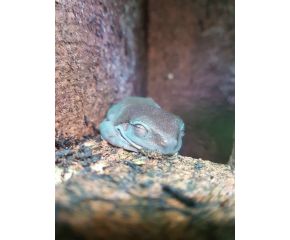 Litoria cearulea, Koraalteenboomkikker UBN 6338257