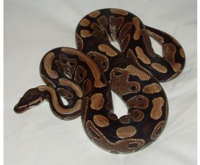 Python regius, koningspython medium UBN 6338257