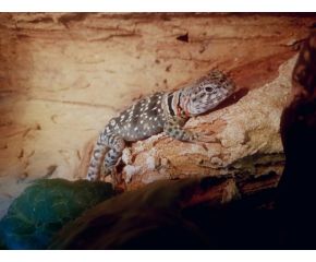 Crotaphytus collaris, halsbandleguaan UBN 6338257