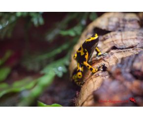 Dendrobates leucomelas, pijlgifkikker UBN 6338257