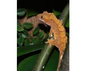 Correlophus ciliatus, Wimpergekko, UBN 6338257