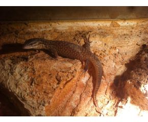 Stekelstaartvaraan (varanus acanthurus)