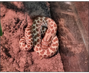 Heterodon nasicus, haakneusslang UBN 6338257